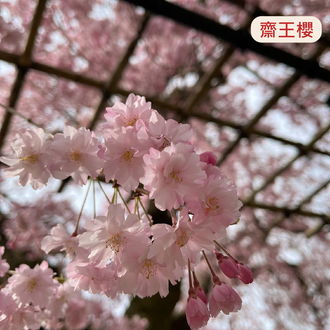 世界文化遺產的春日氣息～京都最悠久神社－上賀茂神社春限定櫻花香御守