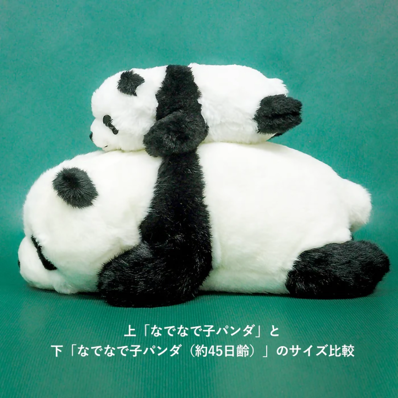 療癒文玩具】極限量！江戶東京上野動物園出生45天的熊貓&熊貓家族印章