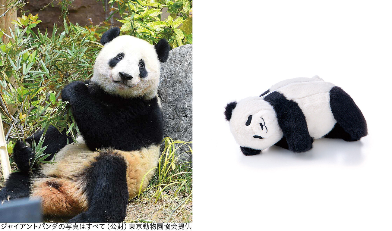 這只小能崽崽真的超愛爬樹這只新生的小熊貓是一刻也不歇的，每天都在勤奮練習爬樹媽媽也不指導也不保護，甚至上樹還給崽崽擠掉下去了，主打一個自學成才回頭有空搬那個視頻上來。  圖圖搜集自推tag:安佐動物公園, image size:1300x767